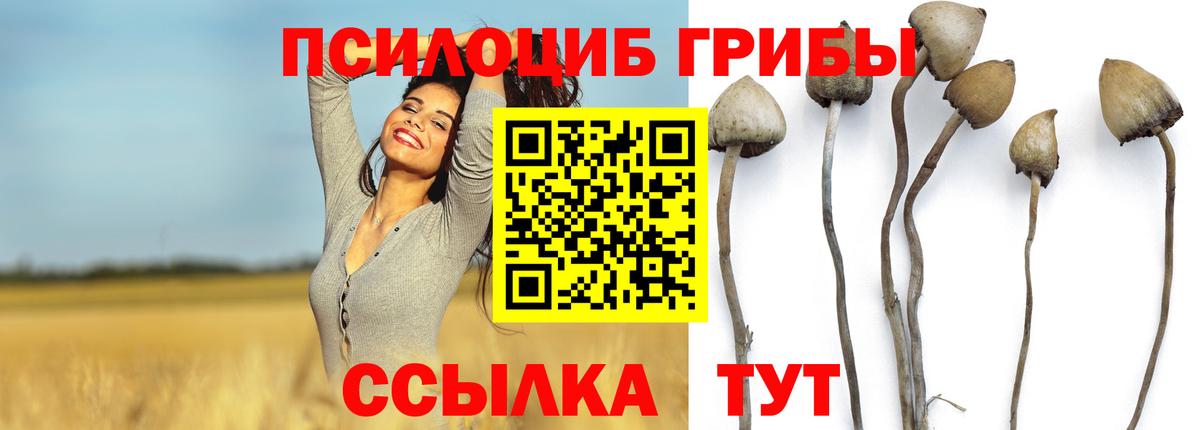 Псилоцибиновые грибы Psilocybe  Вход с VPN  Хабаровск 